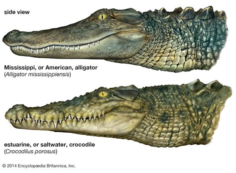 alligator vs crocodile jaw opening.